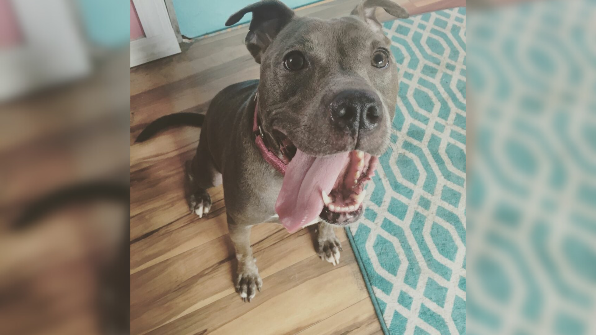 cute dog with tongue out