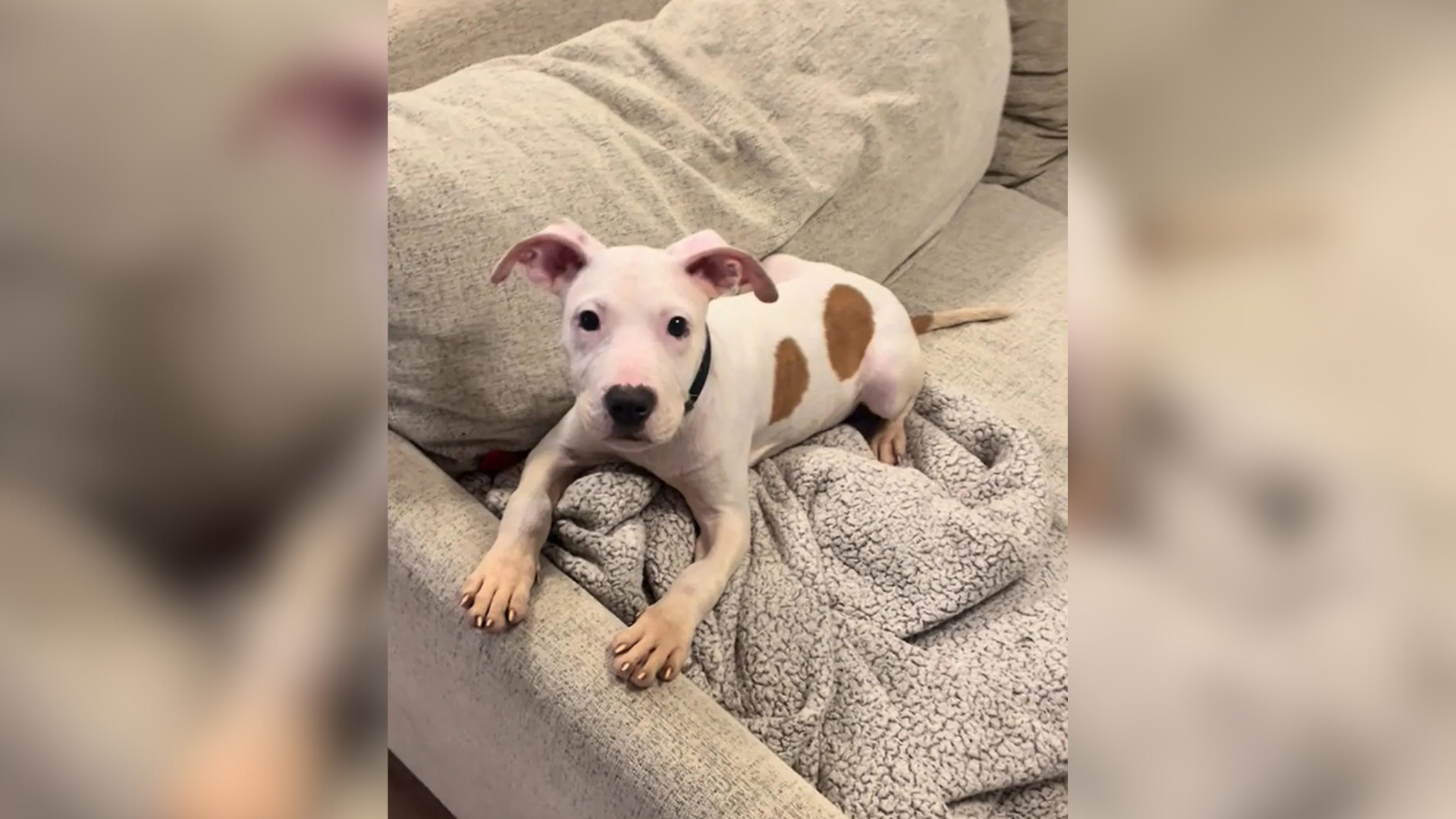 puppy sitting in armchair