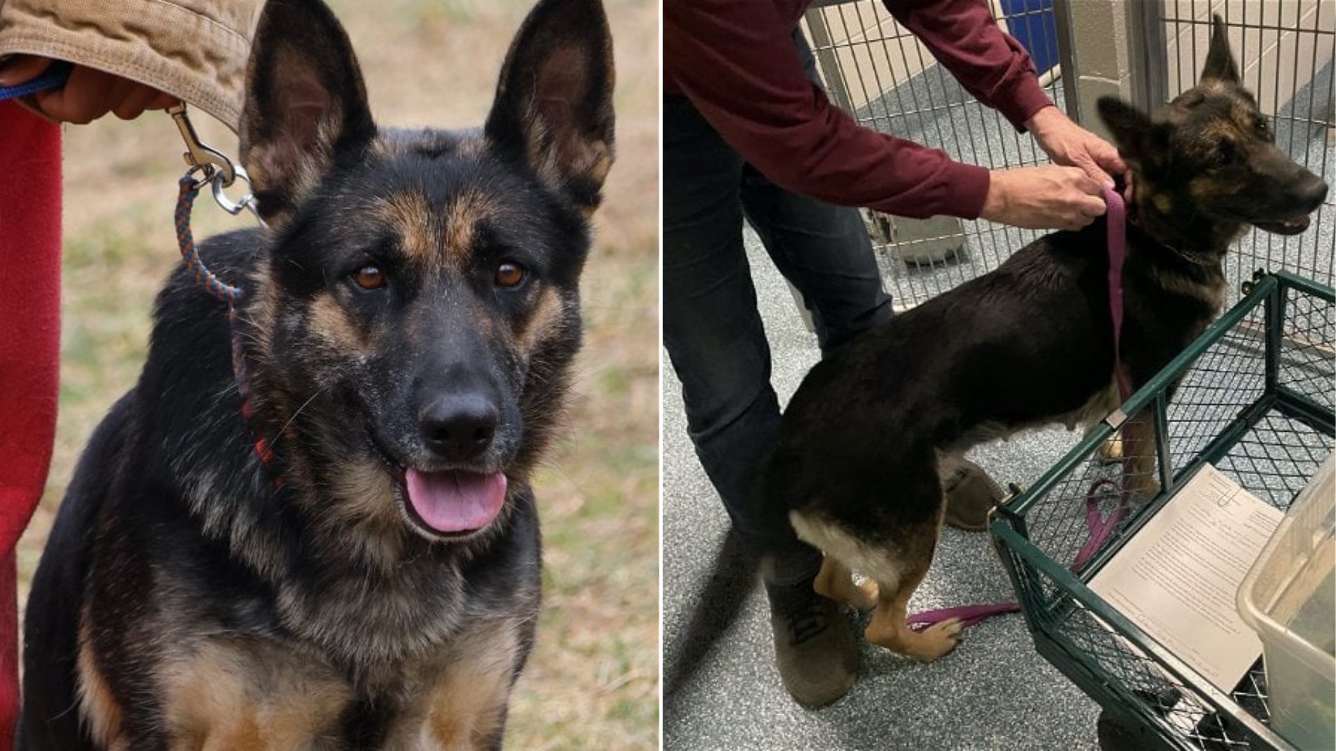 sweet German Shepherd