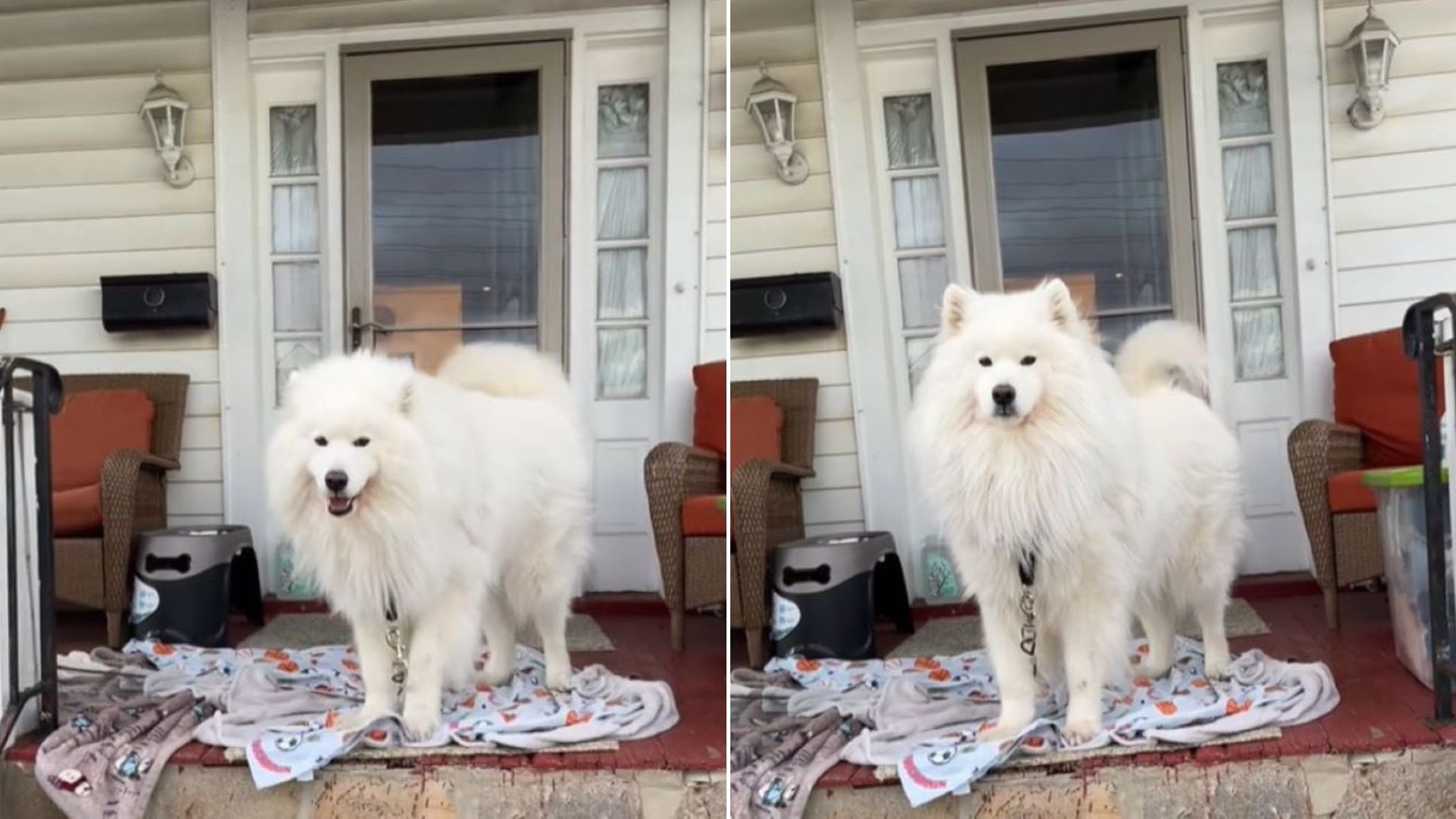 white dog on porch