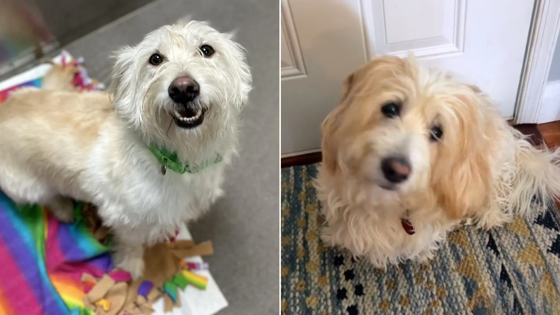 two dogs that look alike