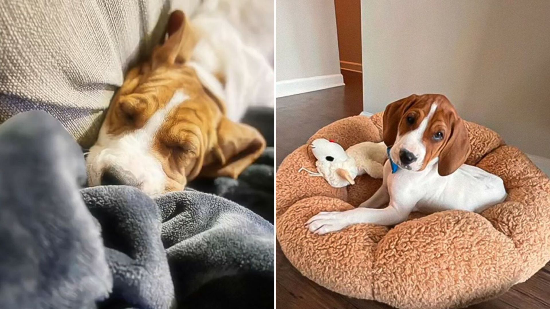 tiny dog laying down