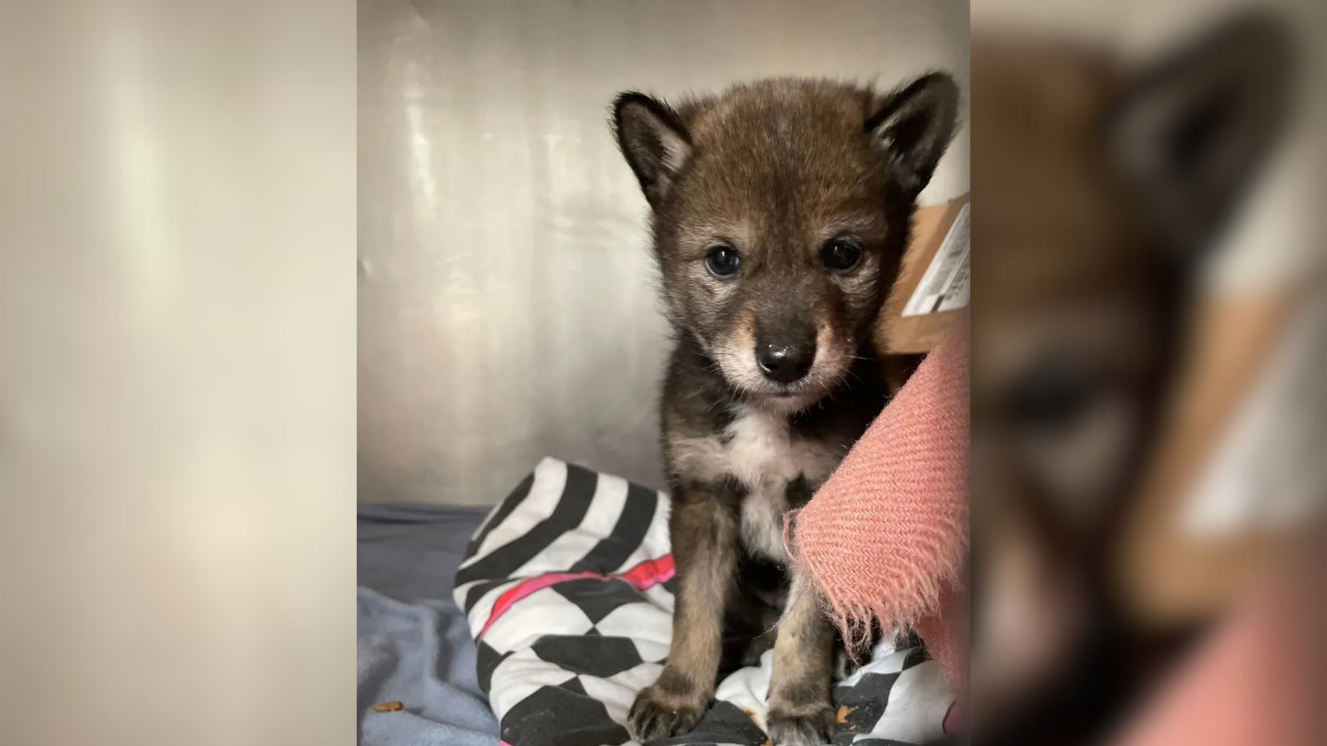 small baby animal that looks like dog