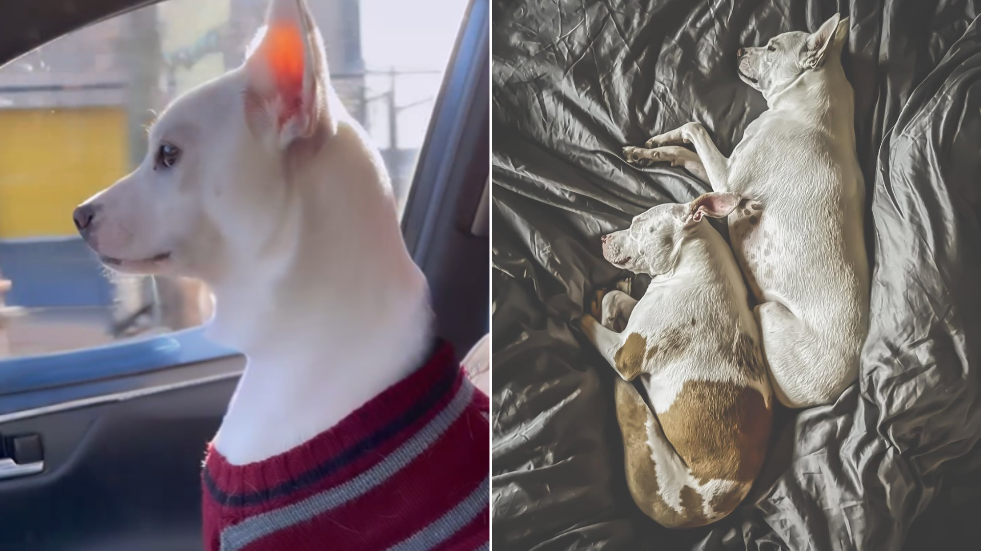 dog in car and two dogs lying in bed