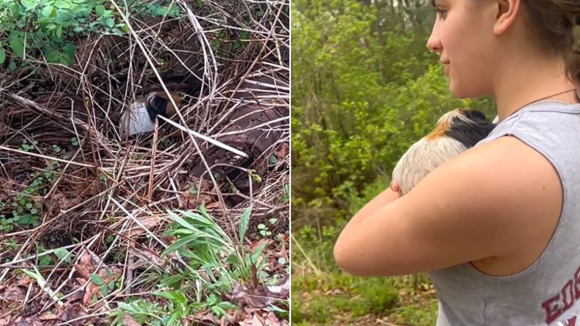 small animal lost in the woods