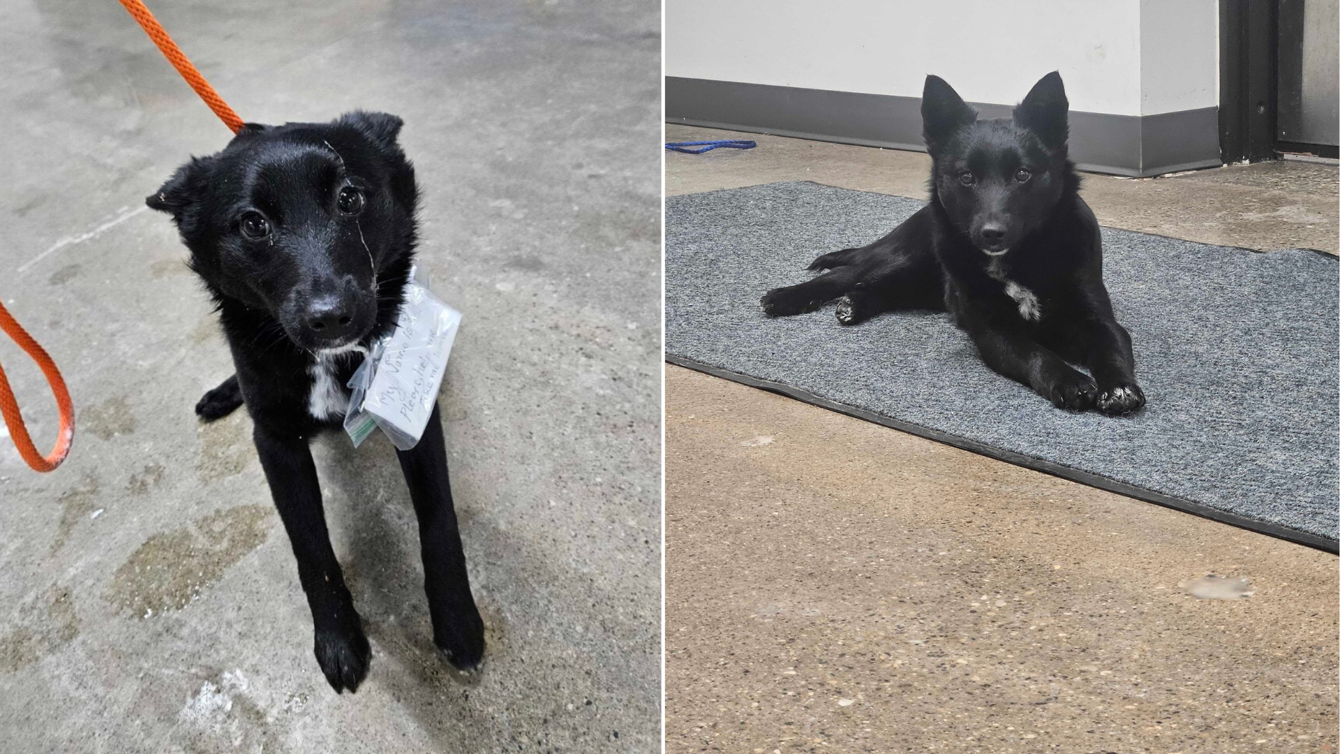 dog abandoned with a note