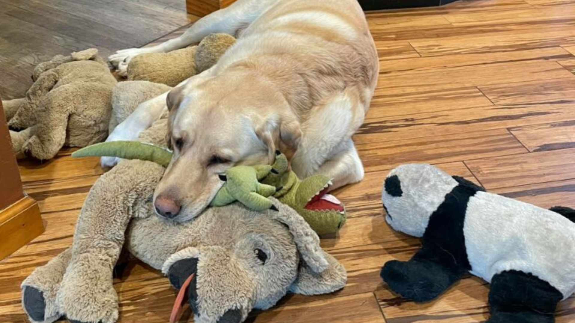 dog with stuffed toys