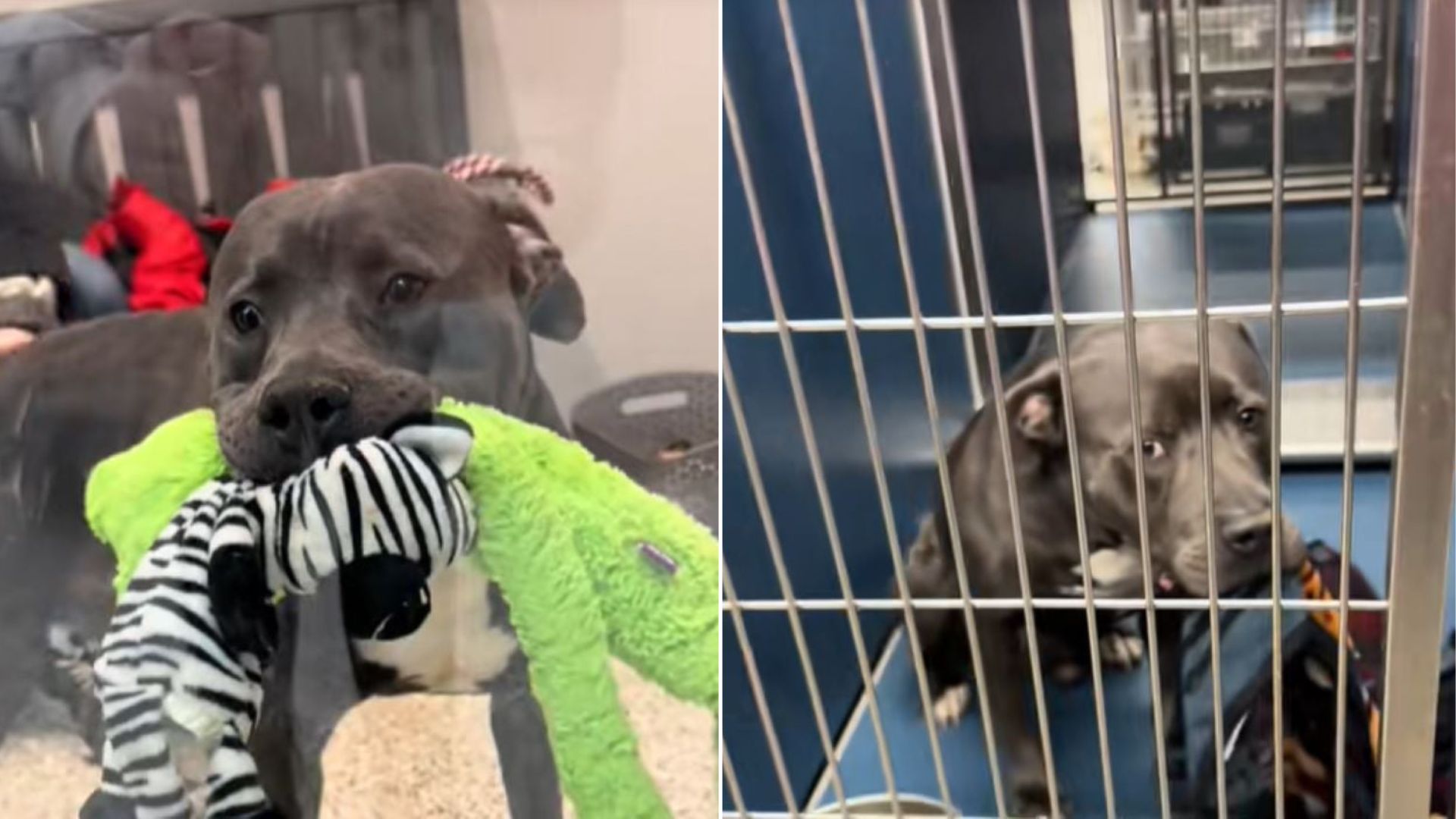 sweet dog holding a blanket