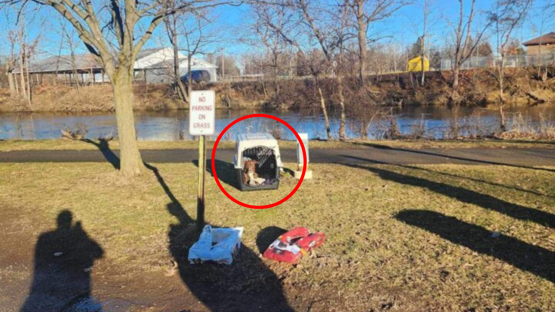 dog abandoned near river