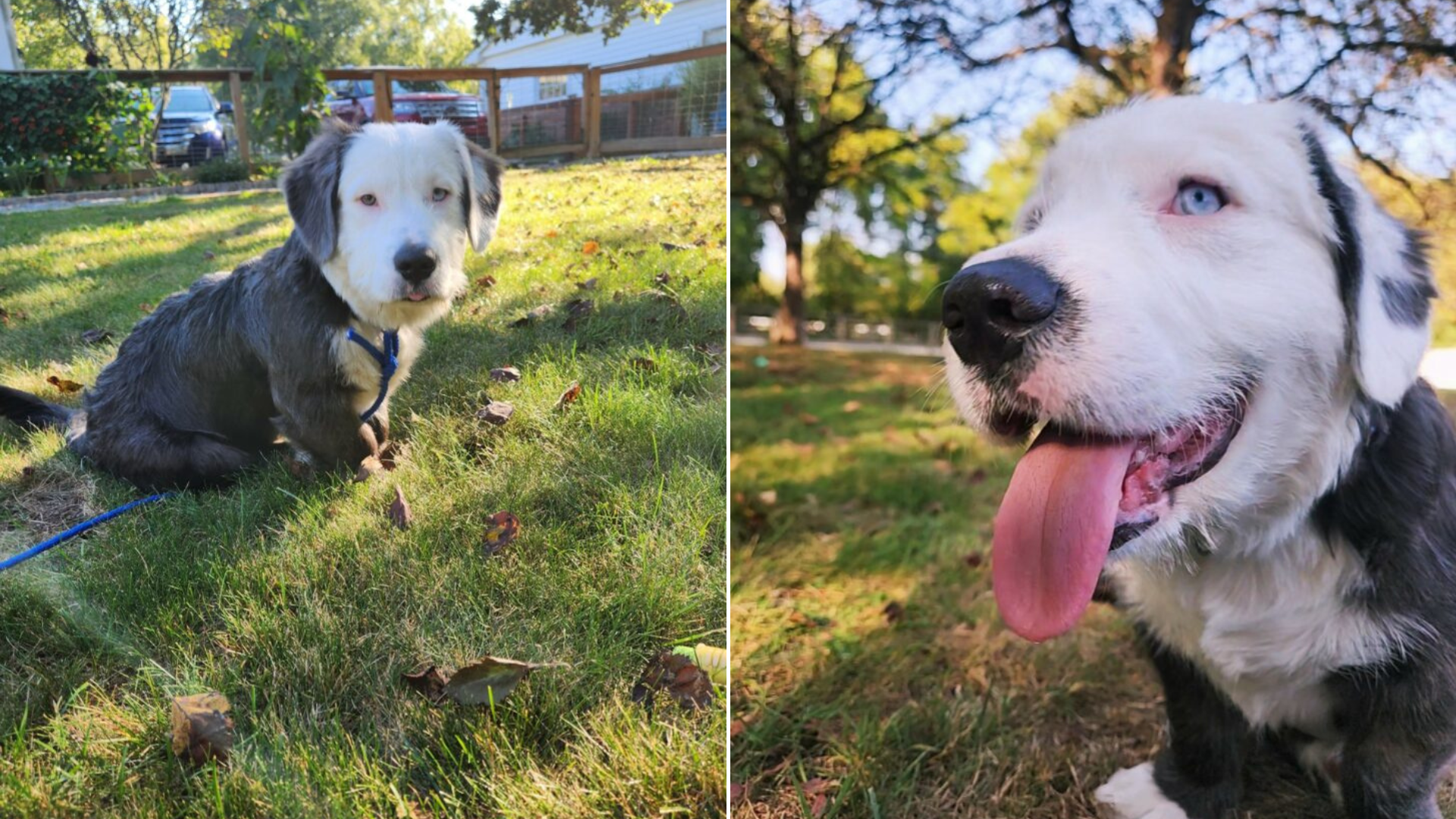 dog playing in grass