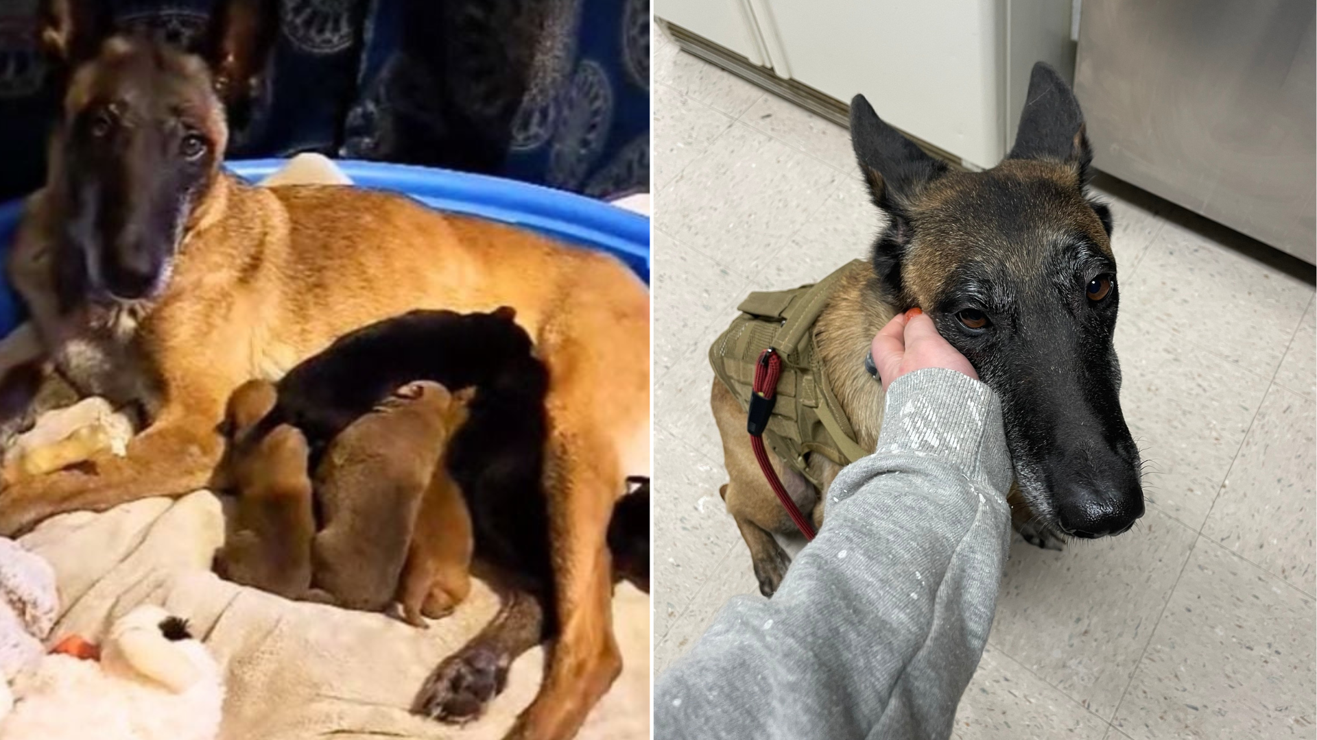 mother dog with puppies