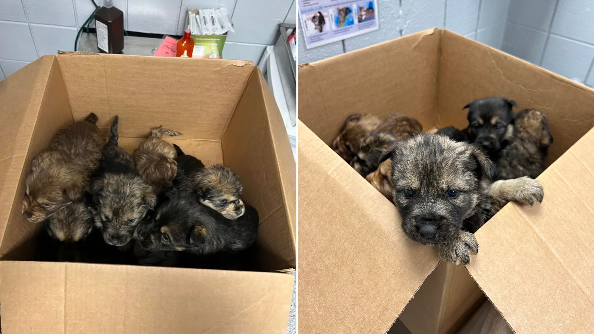 puppies in box