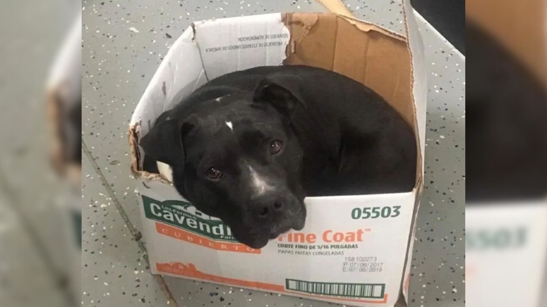 dog in box