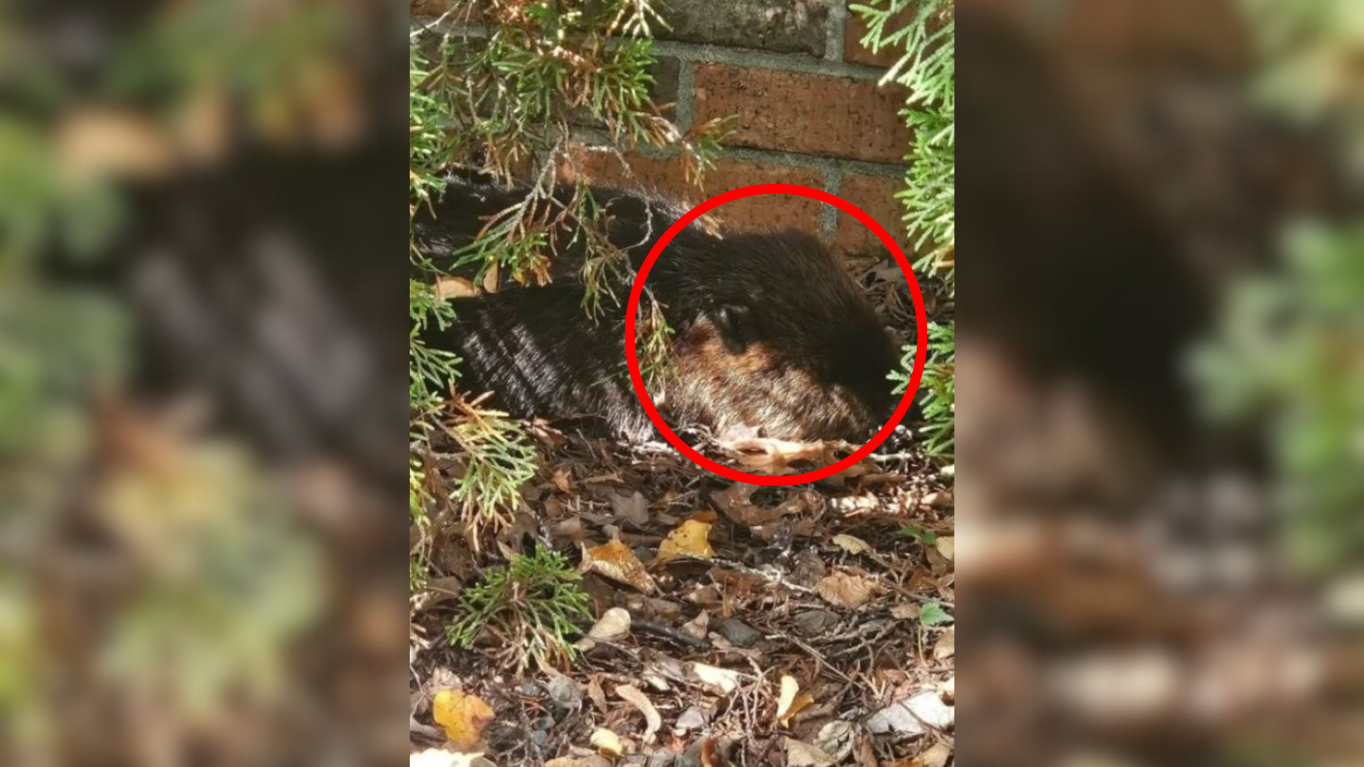 strange animal on the ground