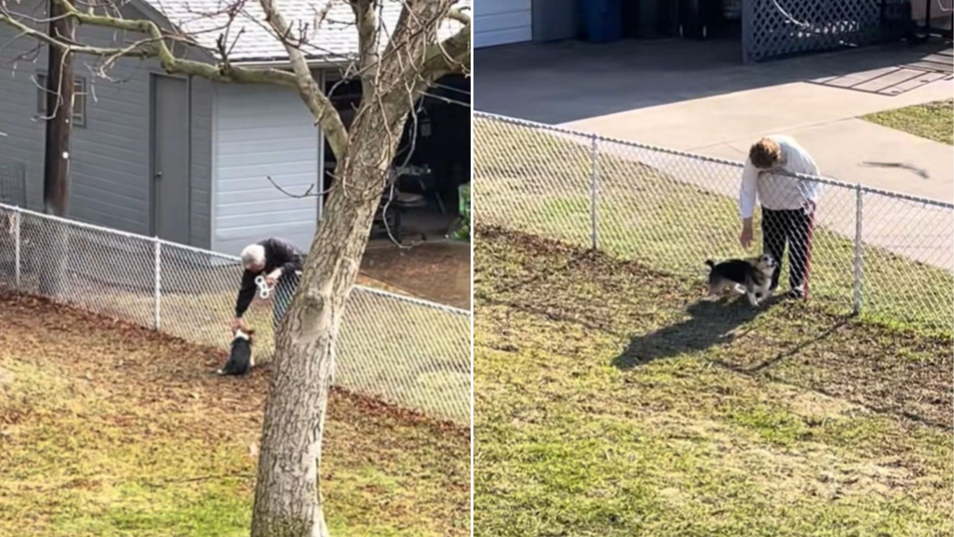 people petting a dog