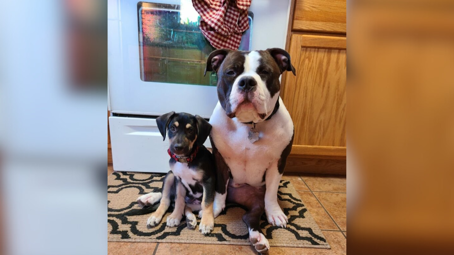 two dogs standing close