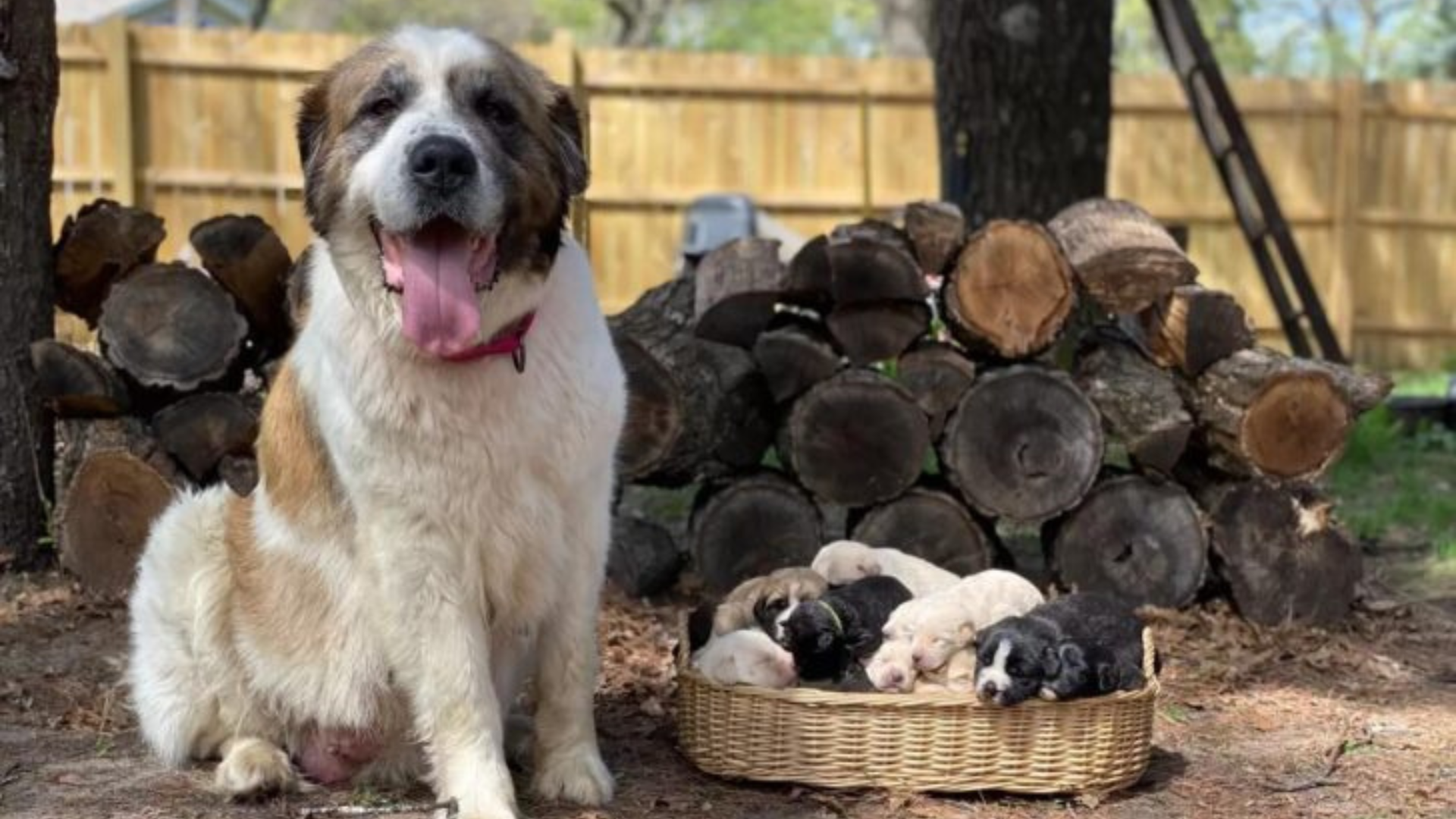 proud mama dog with puppies
