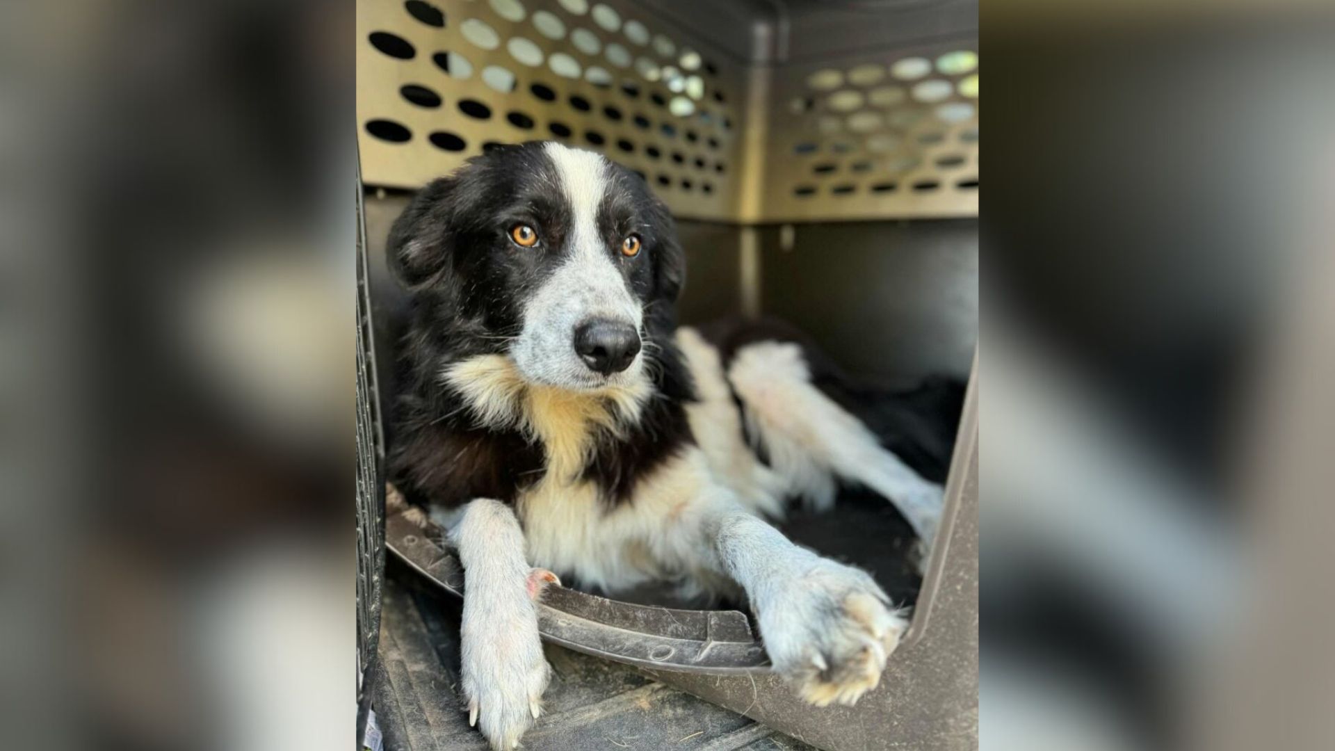 sweet dog laying down