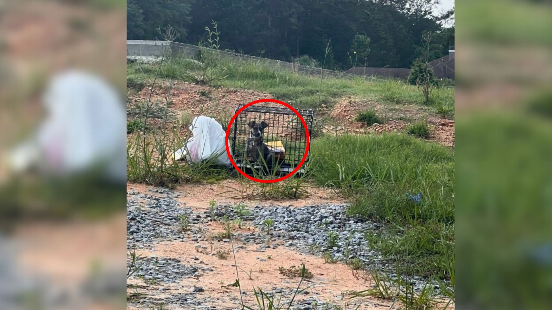 abandoned dog in crate