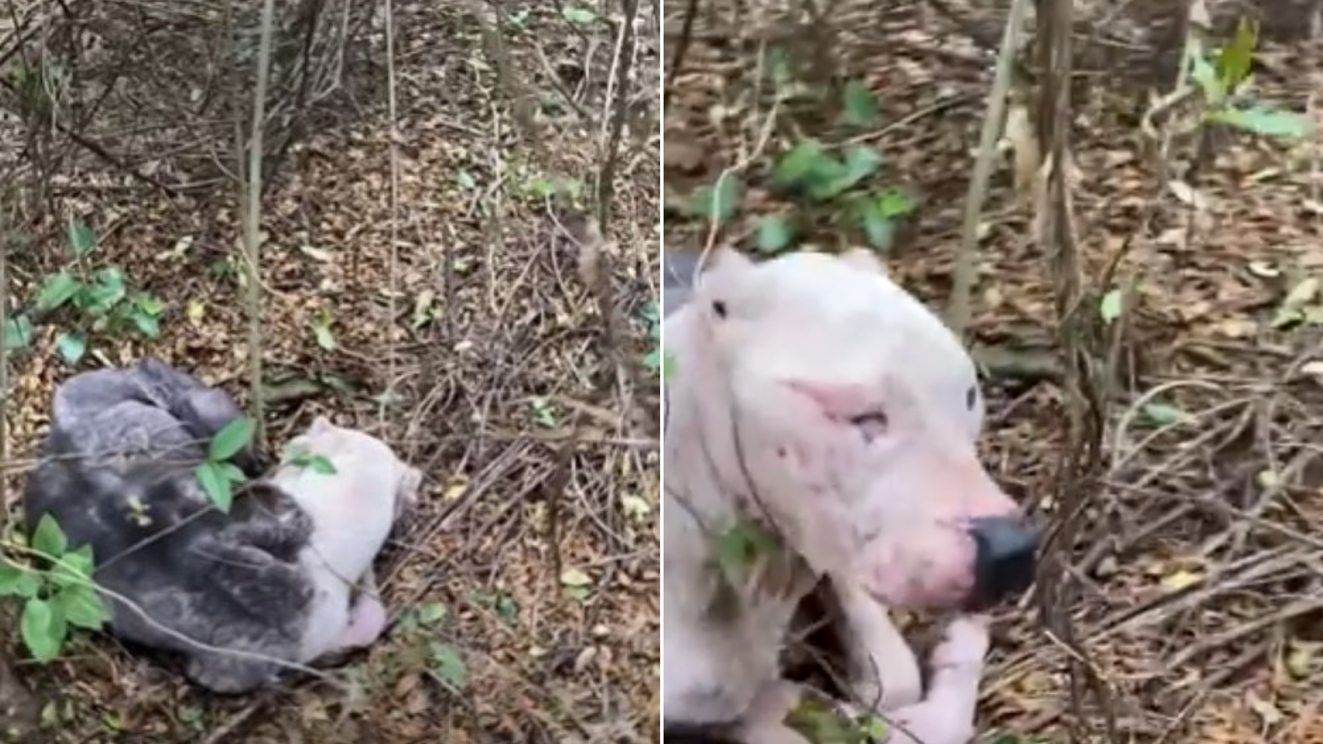 lost dog in a forest