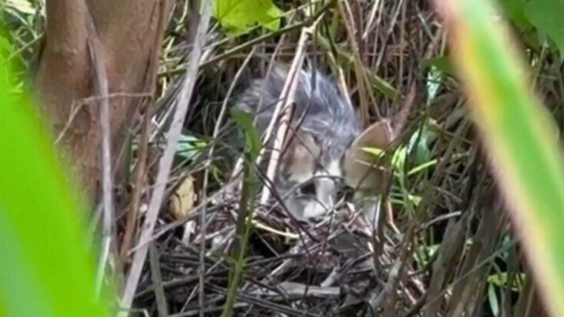 cat hiding in reeds