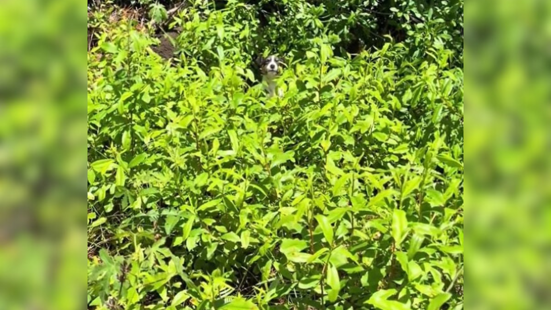 animal hiding in trees