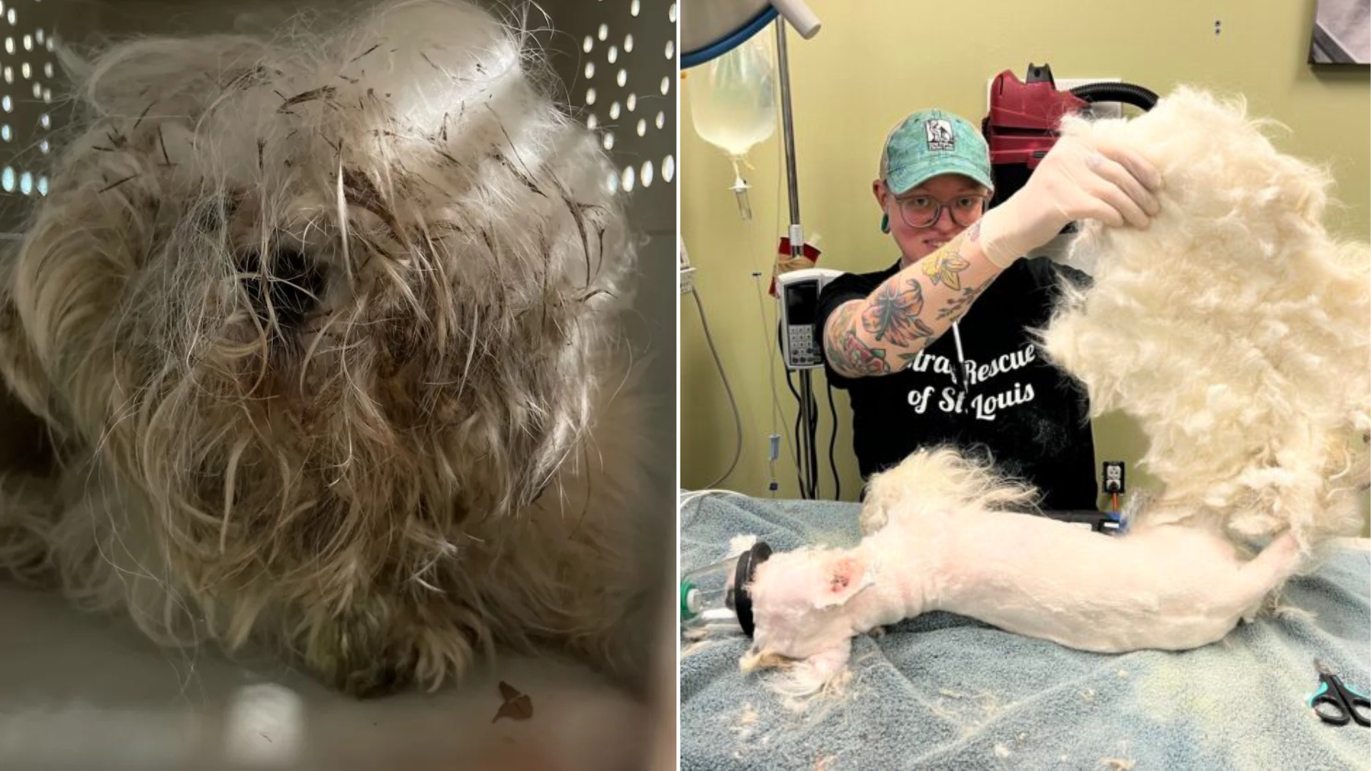 dog with mats gets a makeover