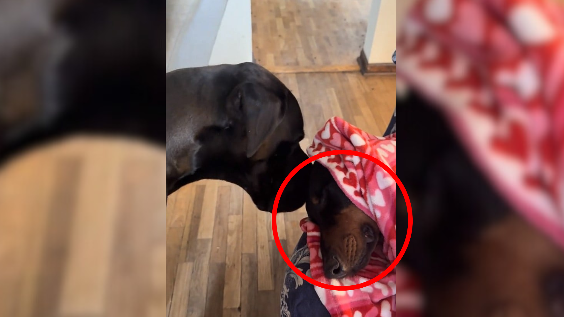 dog sniffing another dog under blanket