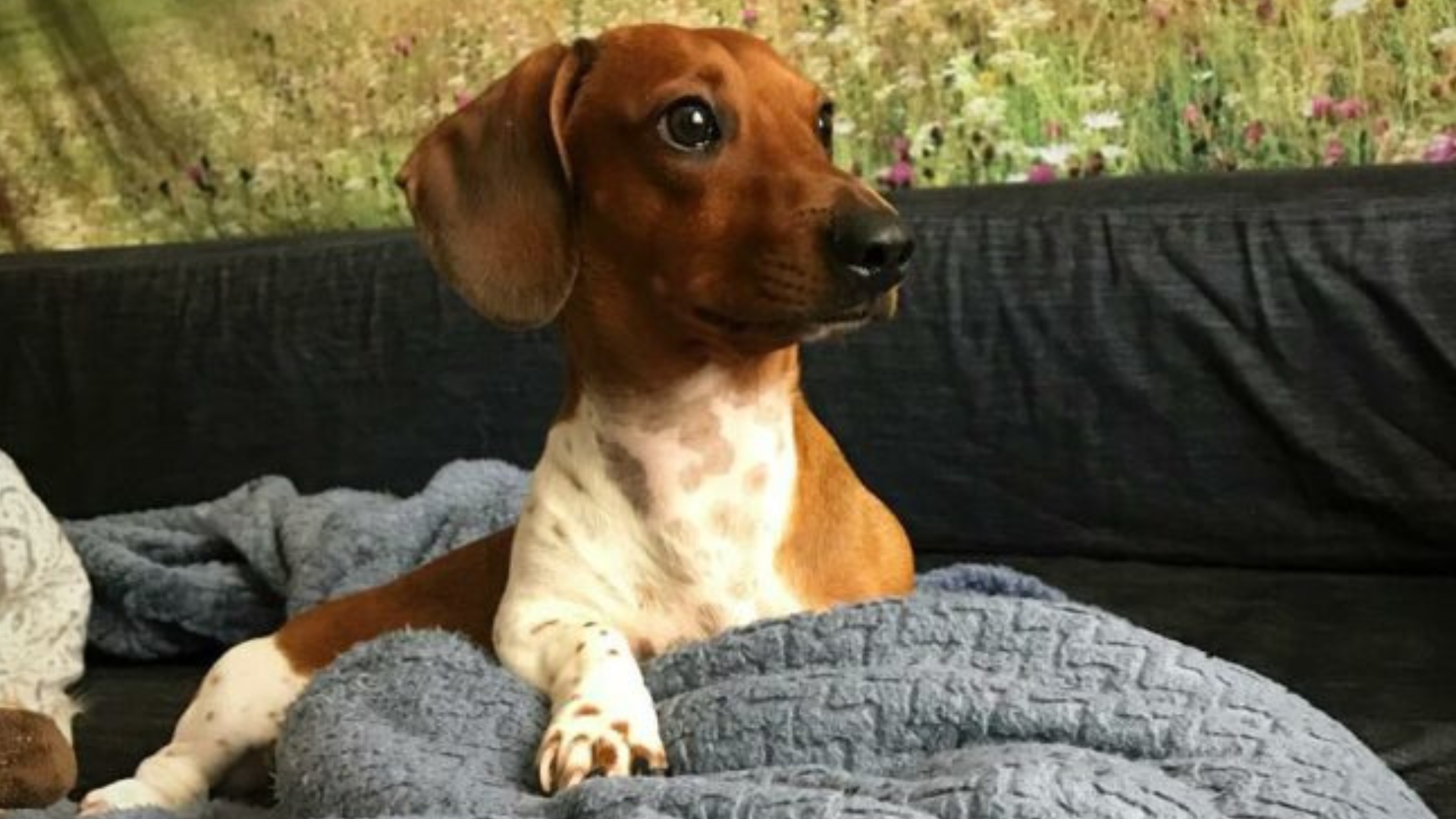 cute dog sitting in blanket