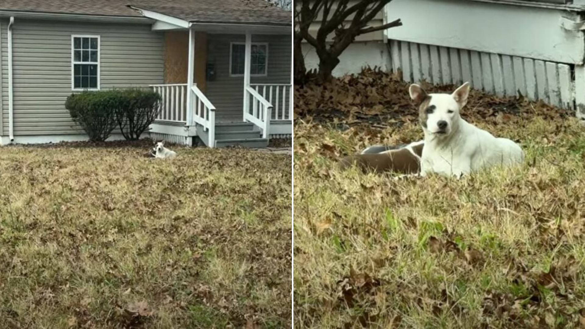 mother dog with puppies outside house
