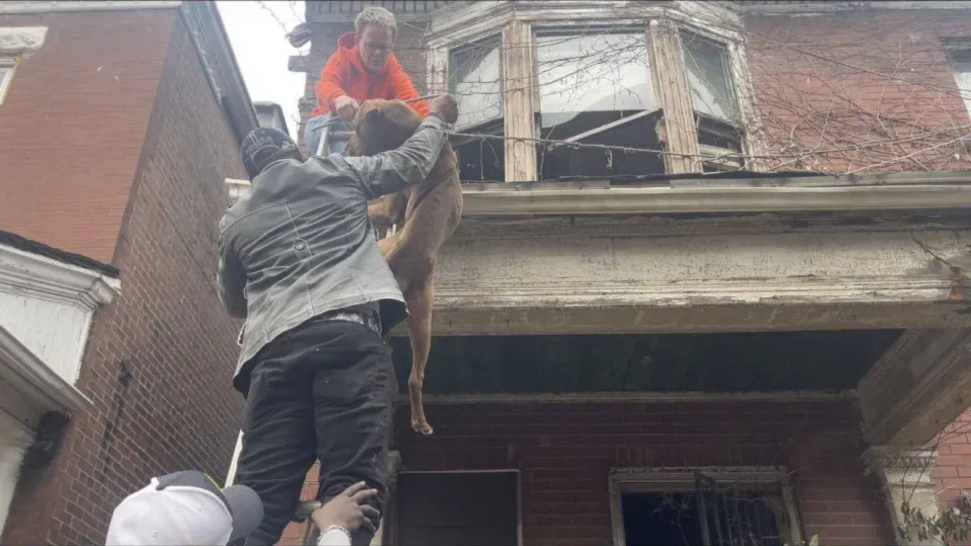 dog rescue from dilapidated building