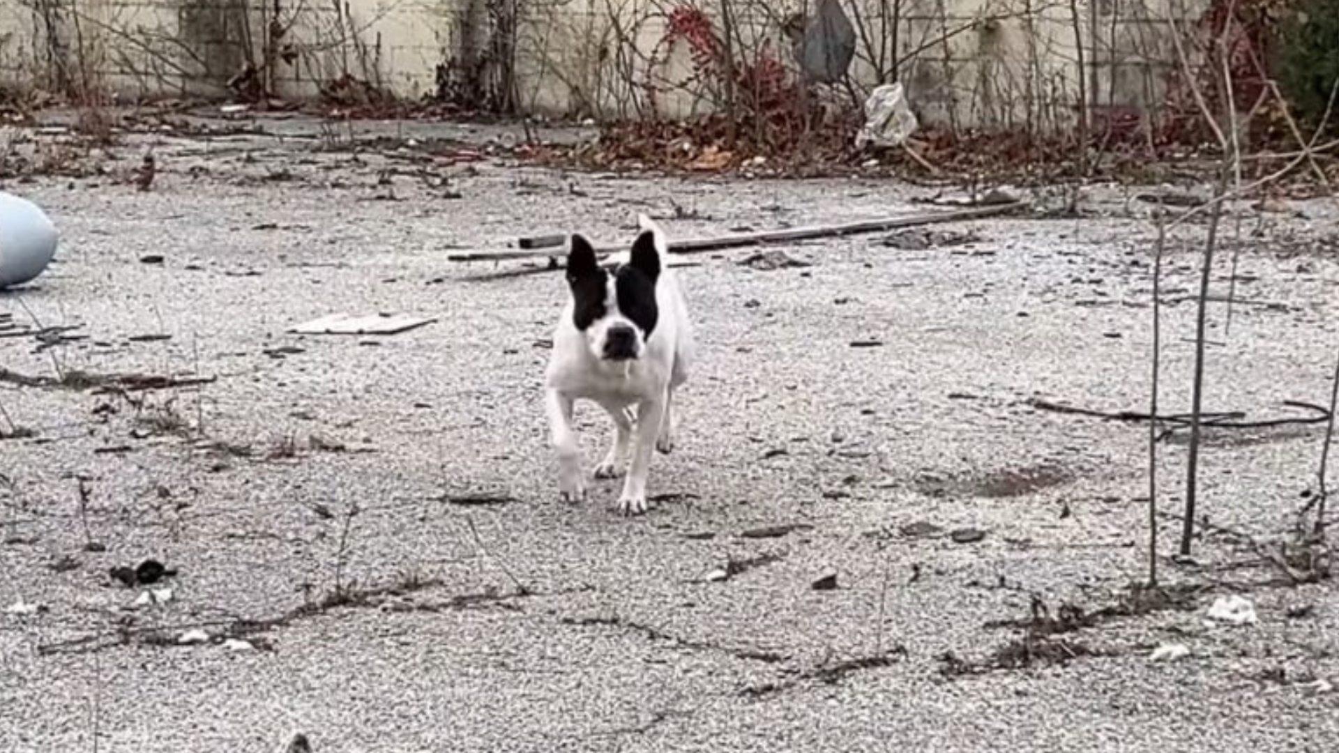 stray dog running toward viewer