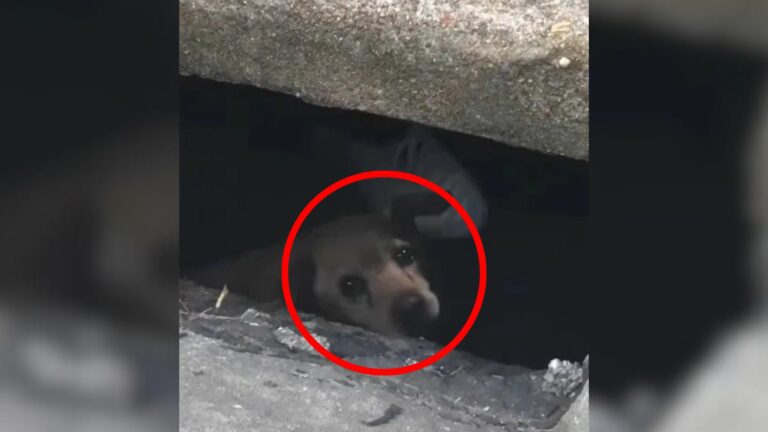 trapped dog