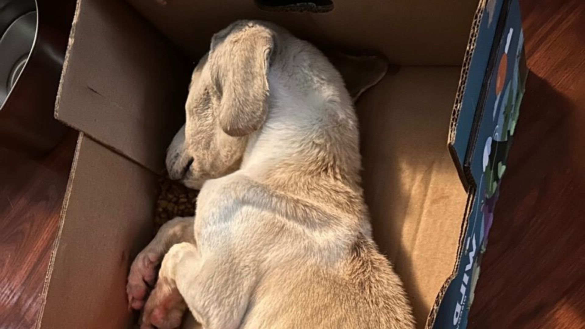 sweet dog laying down