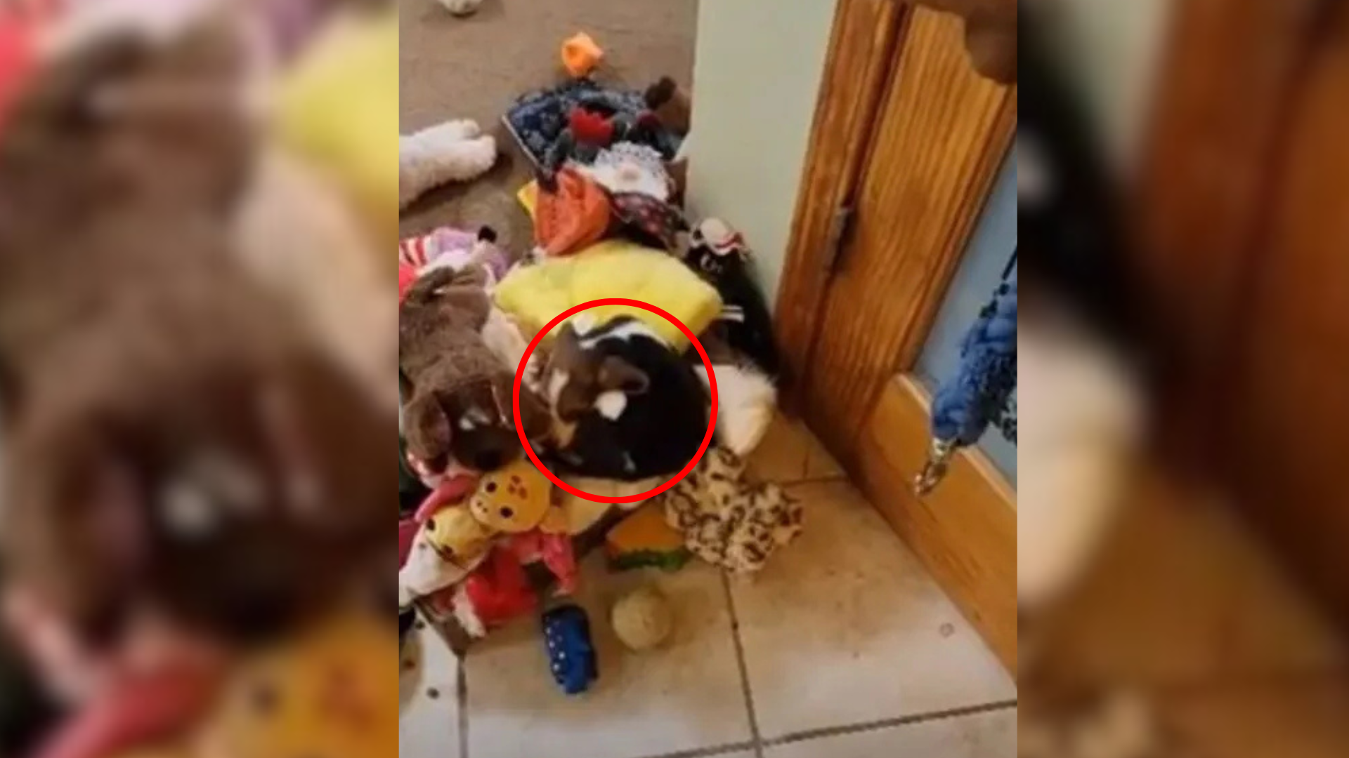 dog hiding among torys