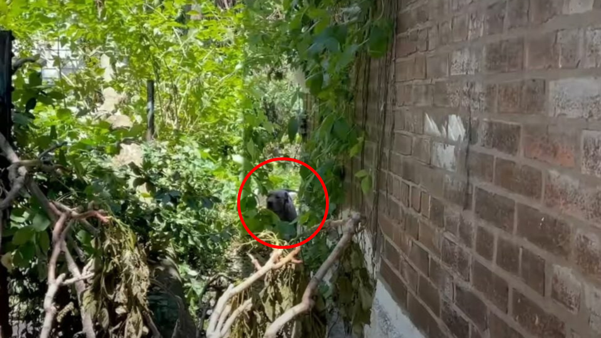 dog going through bushes