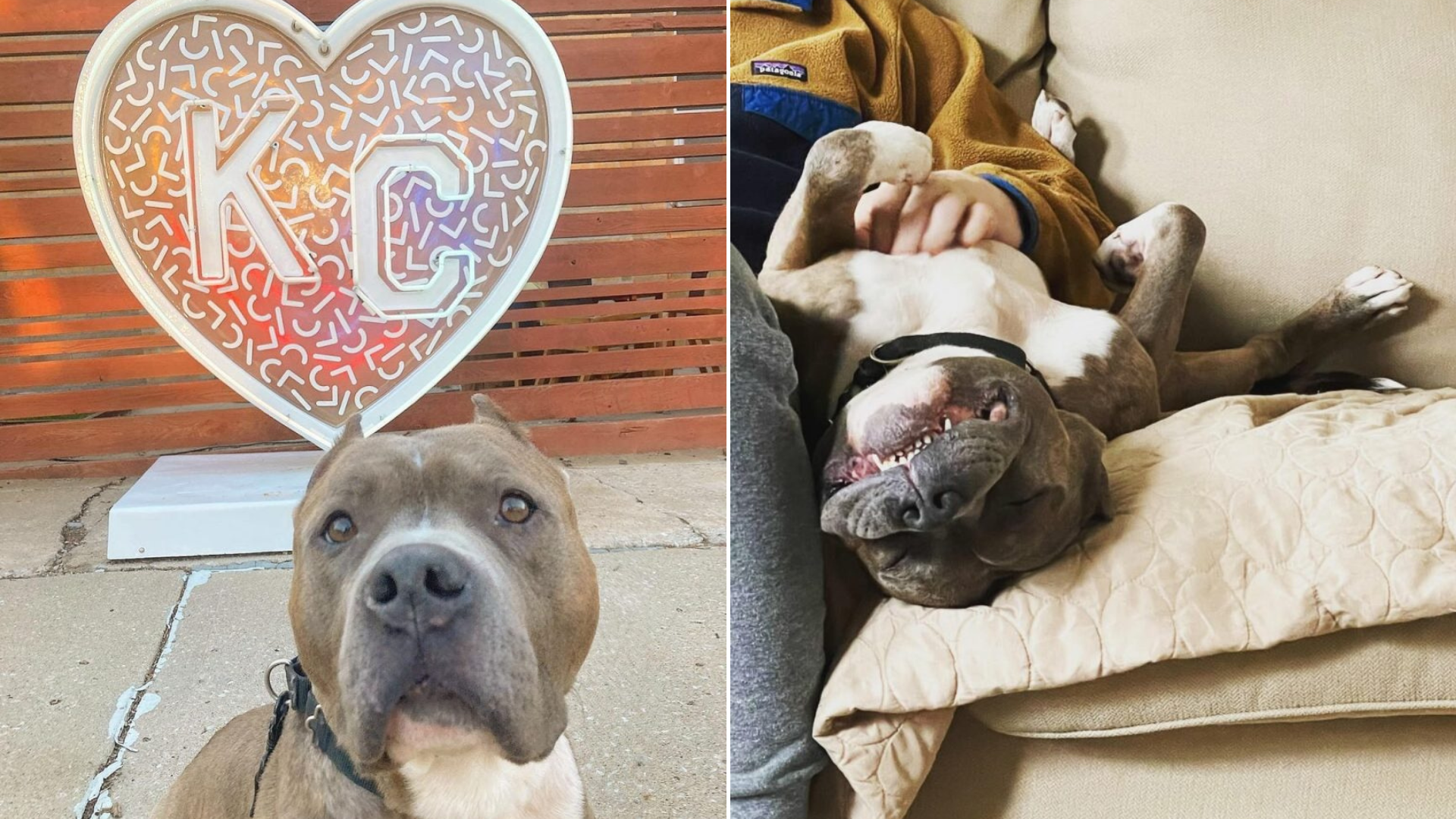 pit bull cuddling with person