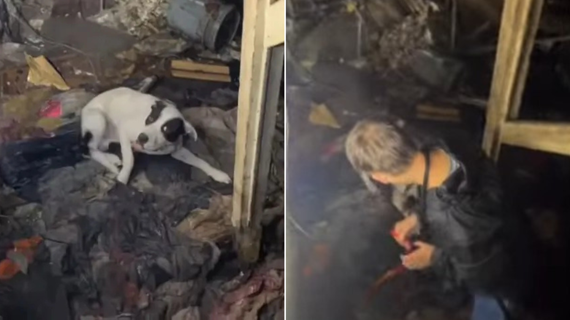 dog in a dilapidated house