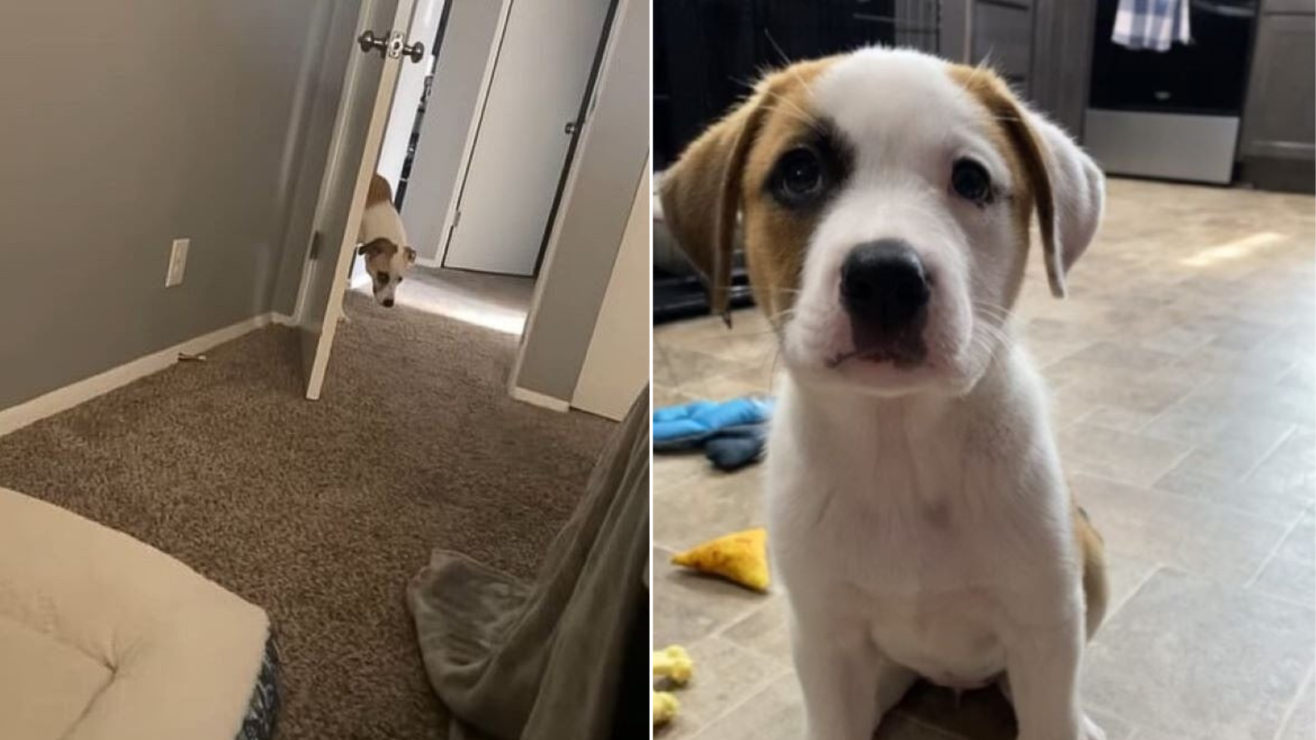 cute puppy in a home