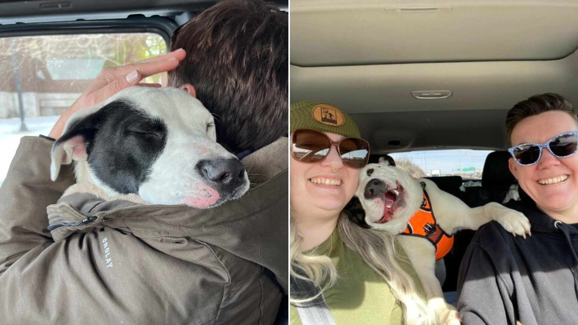 dog with smile hugging person