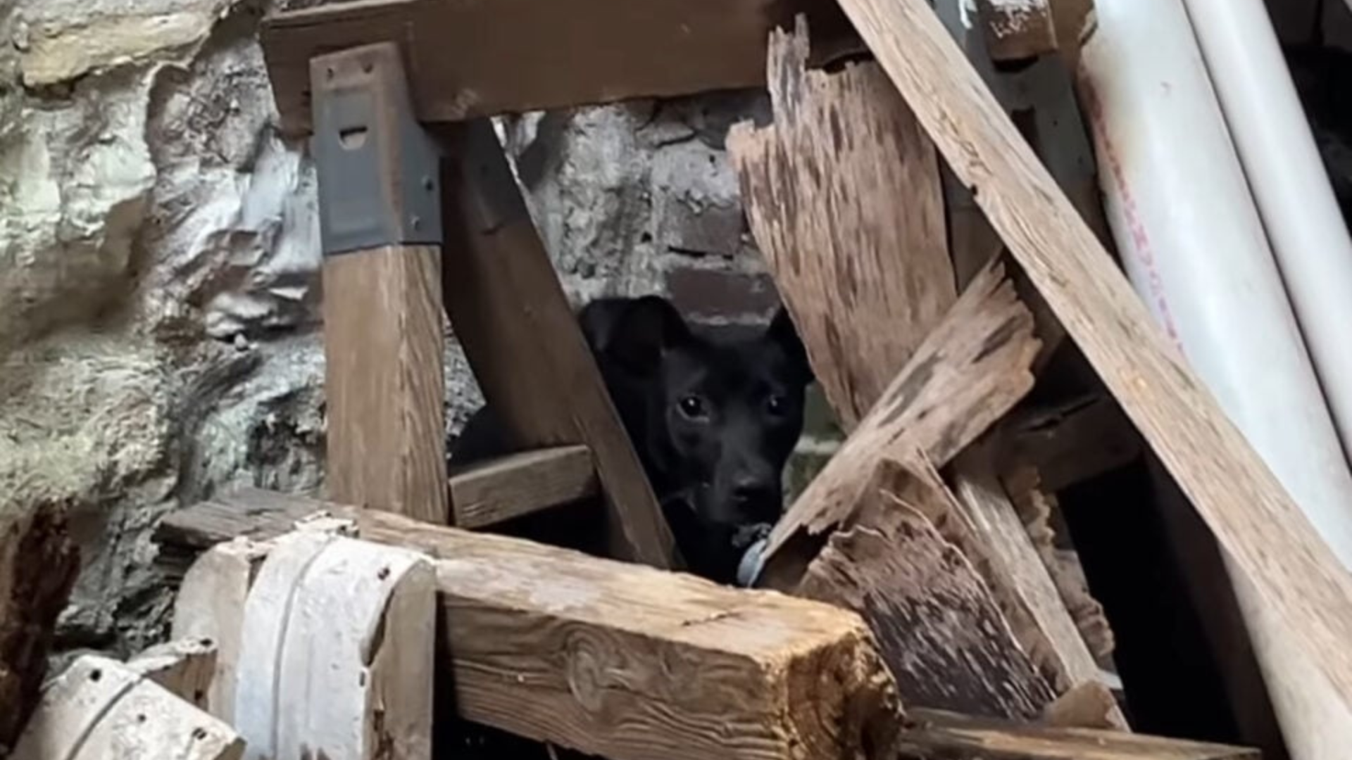 dog in a crumbling house