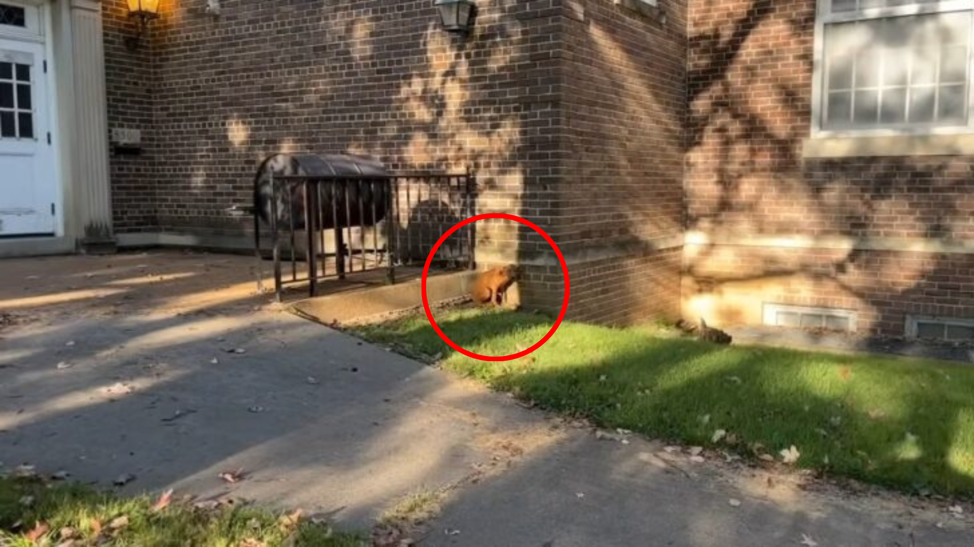 stray dog hiding behind building