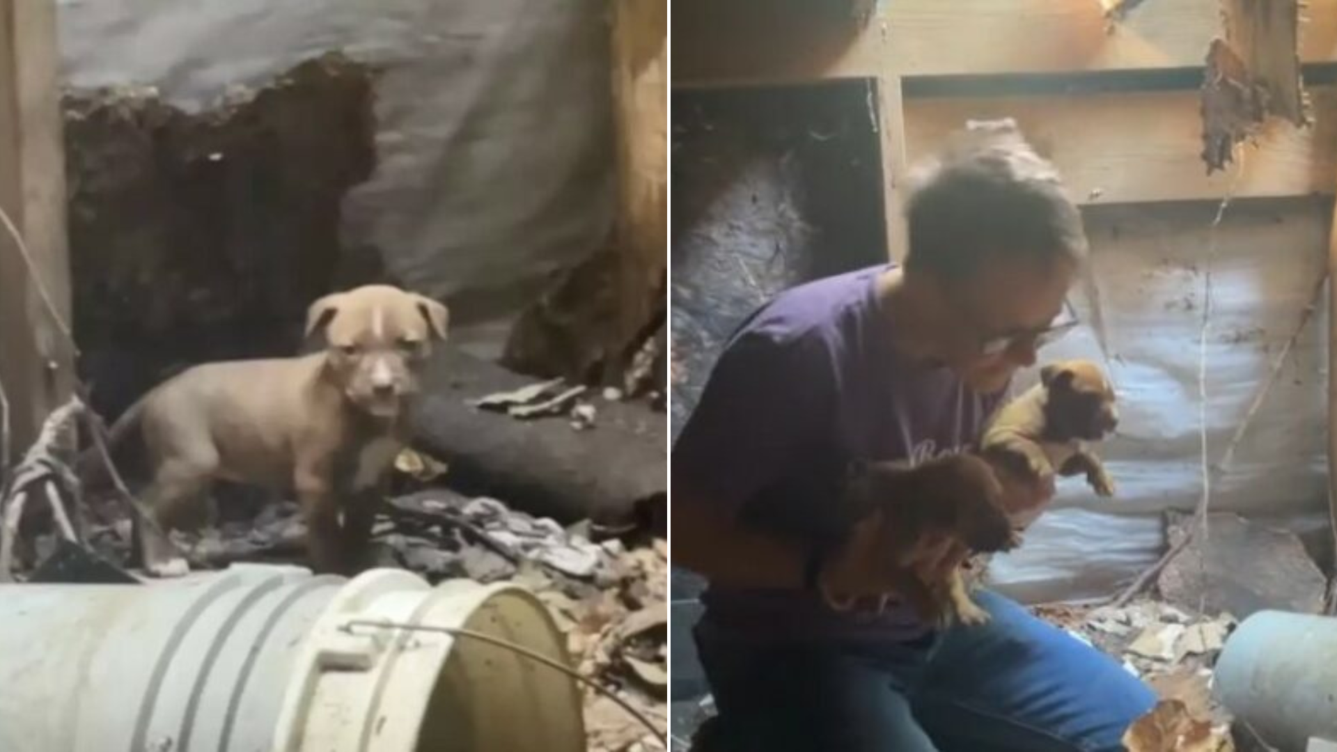 woman rescuing dogs from abandoned house