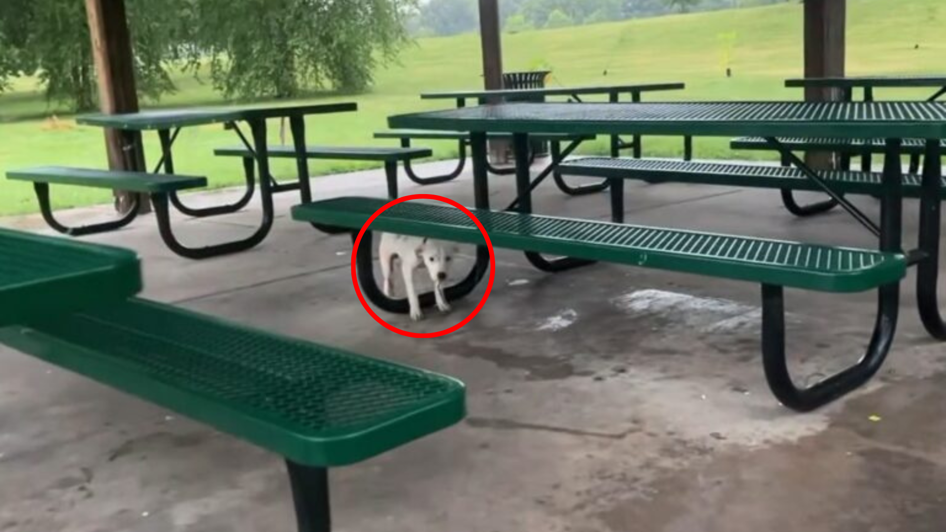 dog tied under picnic table