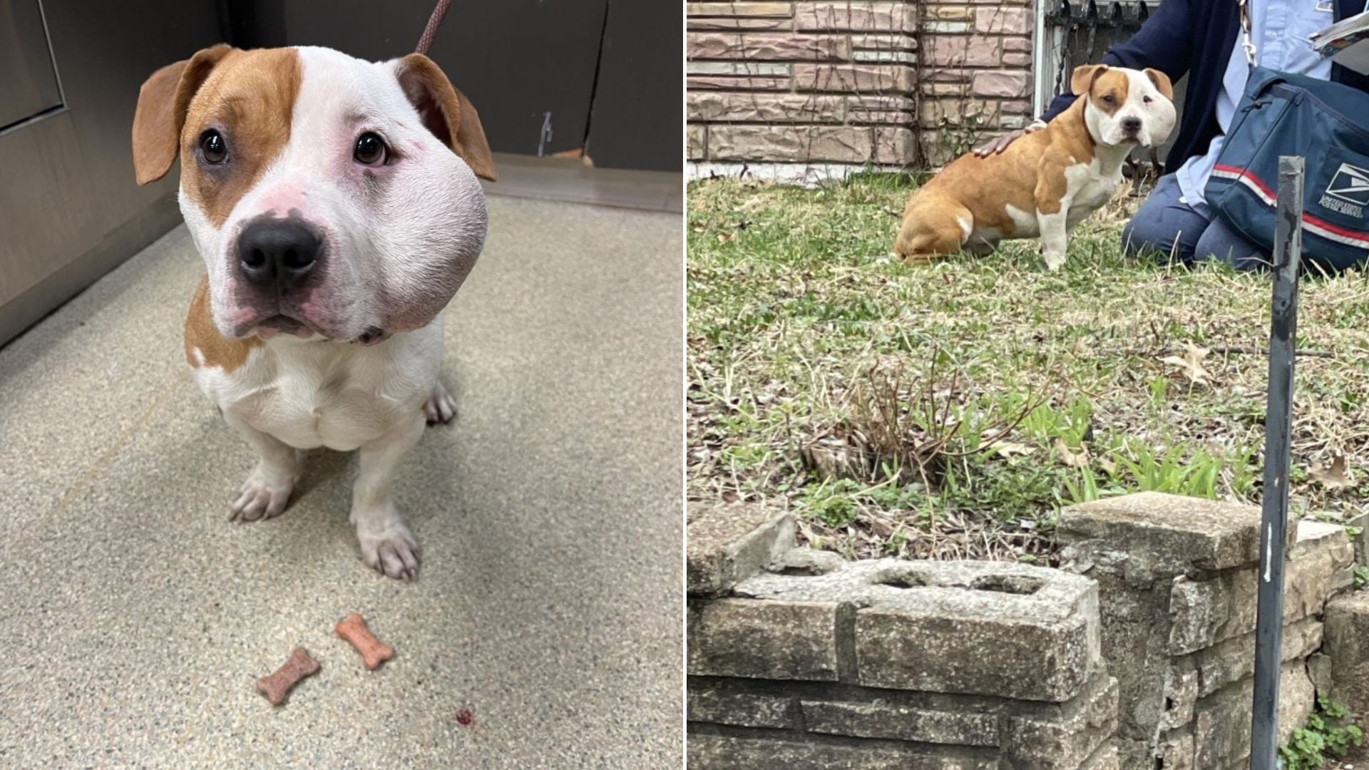 dog with swollen face