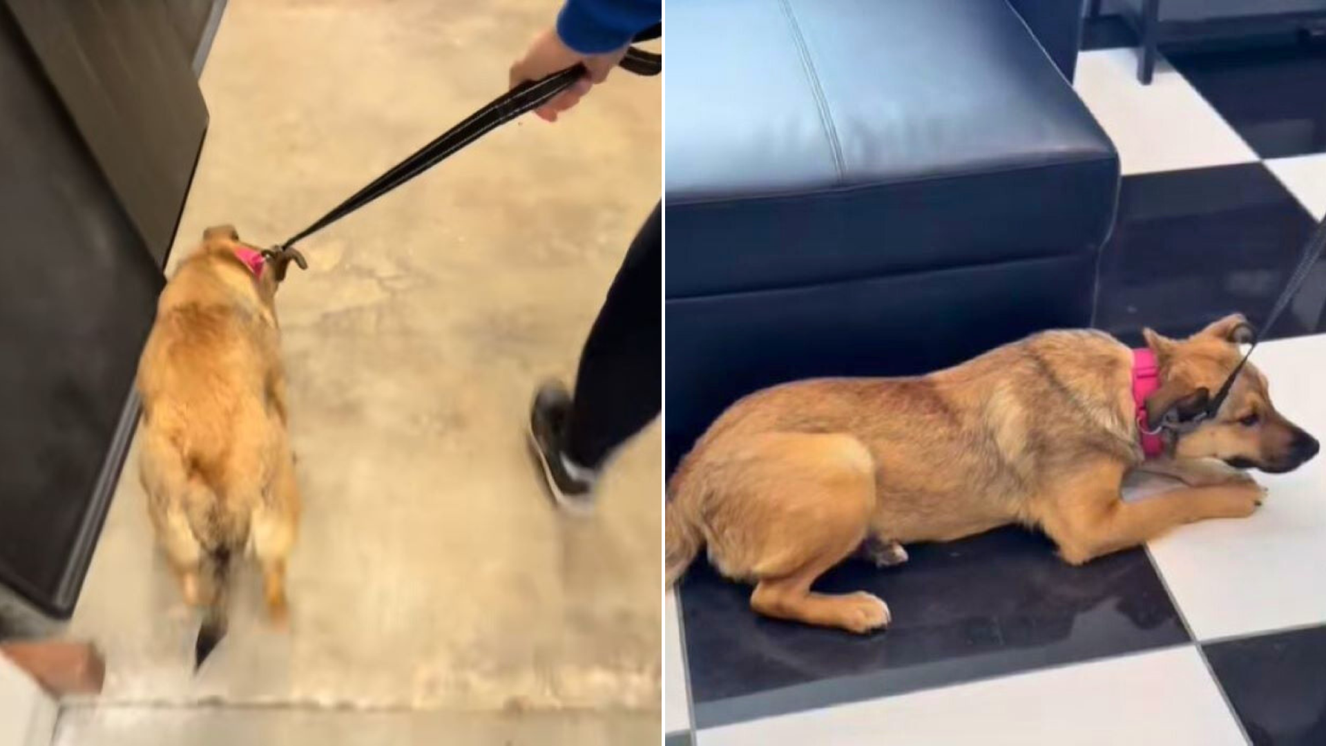 dog on leash in shelter