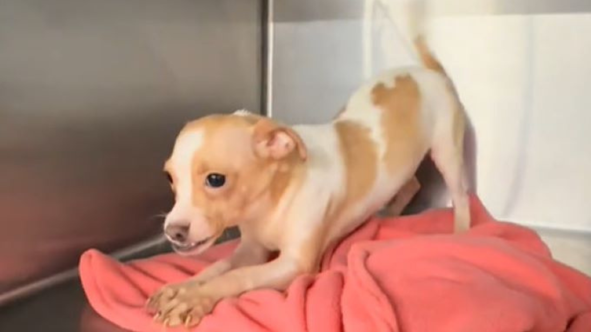 small dog on red blanket
