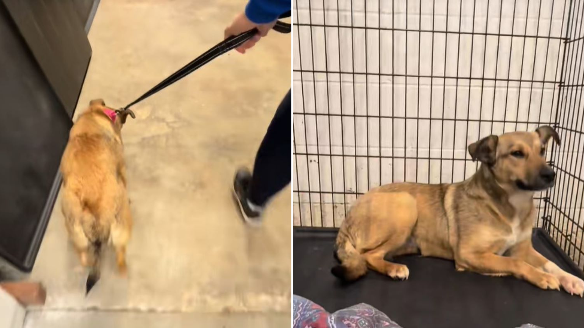dog on a leash brought to kennel