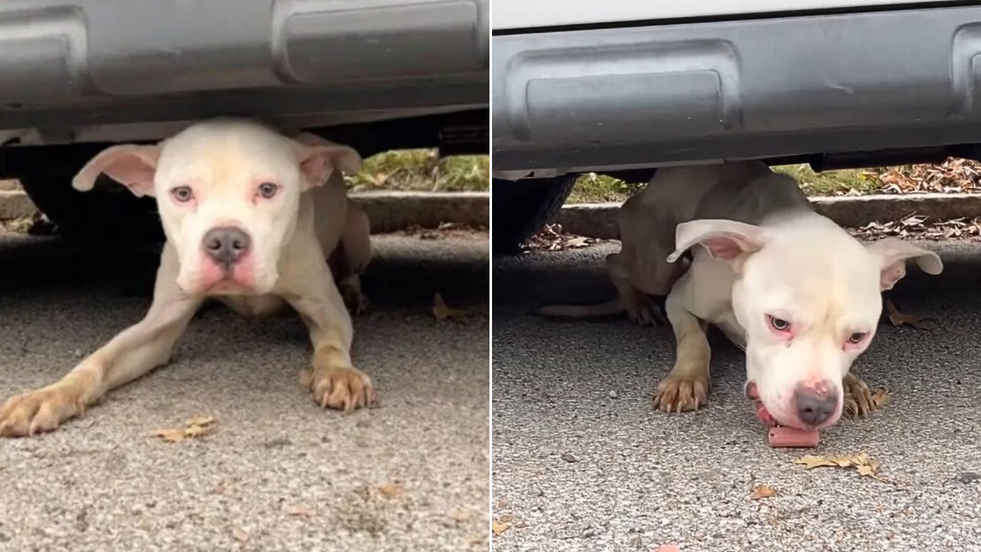 dog under vehicle
