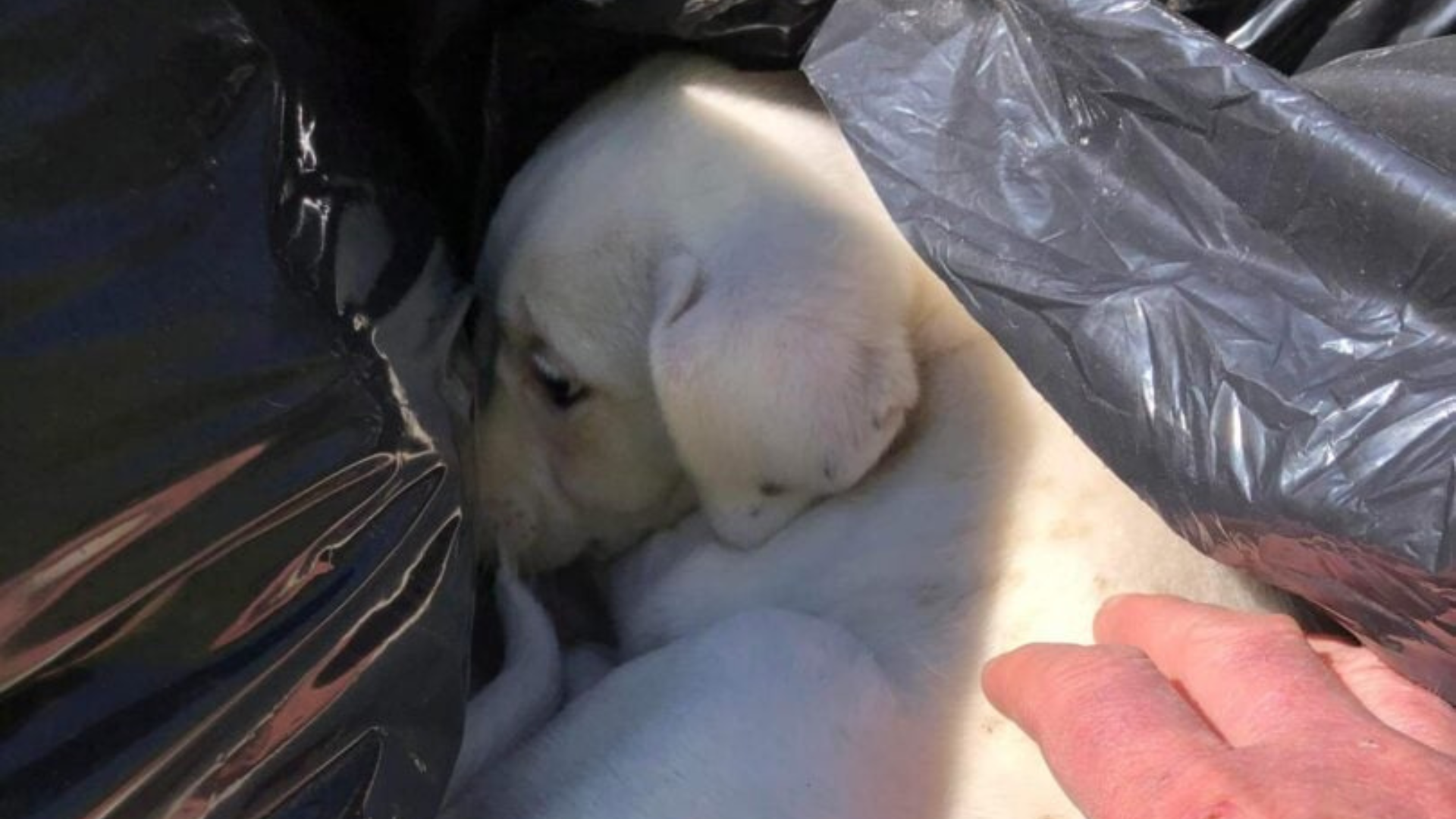 puppy inside trash can
